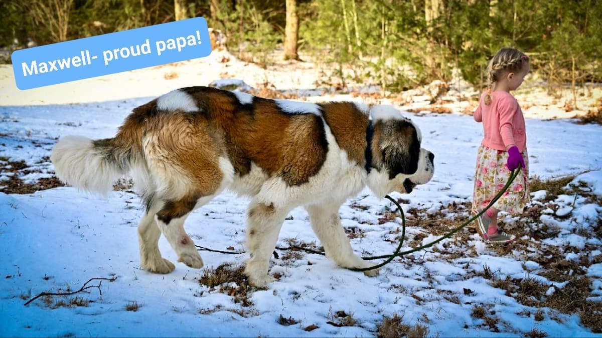 Saint Bernard Puppies breeder image 2