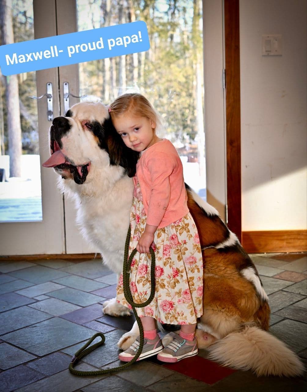 Saint Bernard Puppies breeder image 3