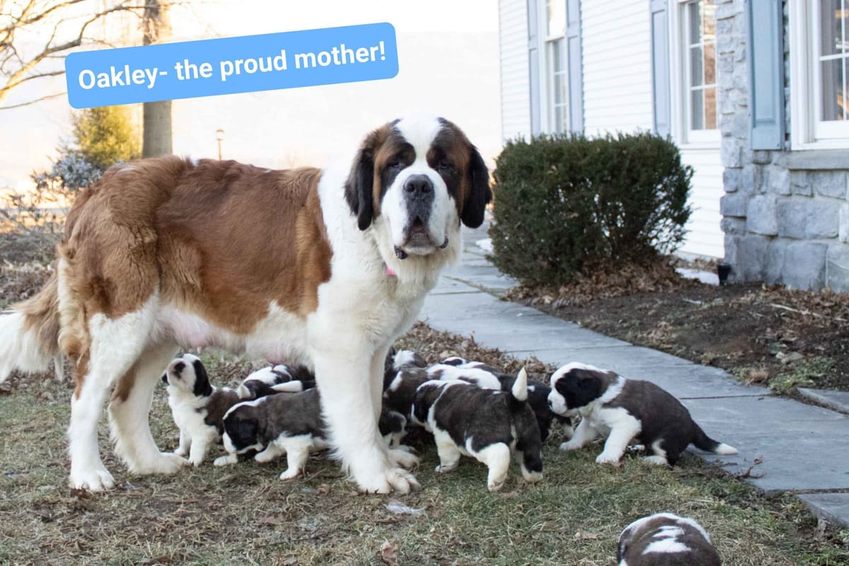 Saint Bernard Puppies breeder image 4