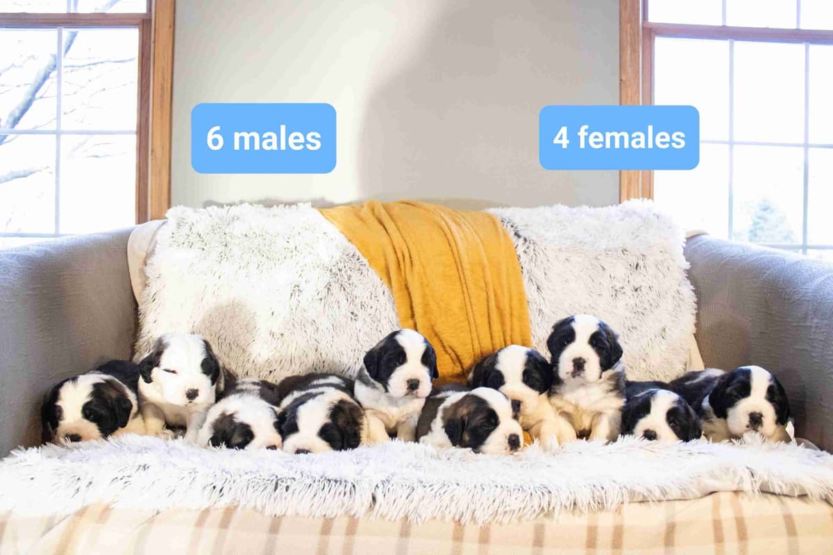 Saint Bernard Puppies breeder image 5