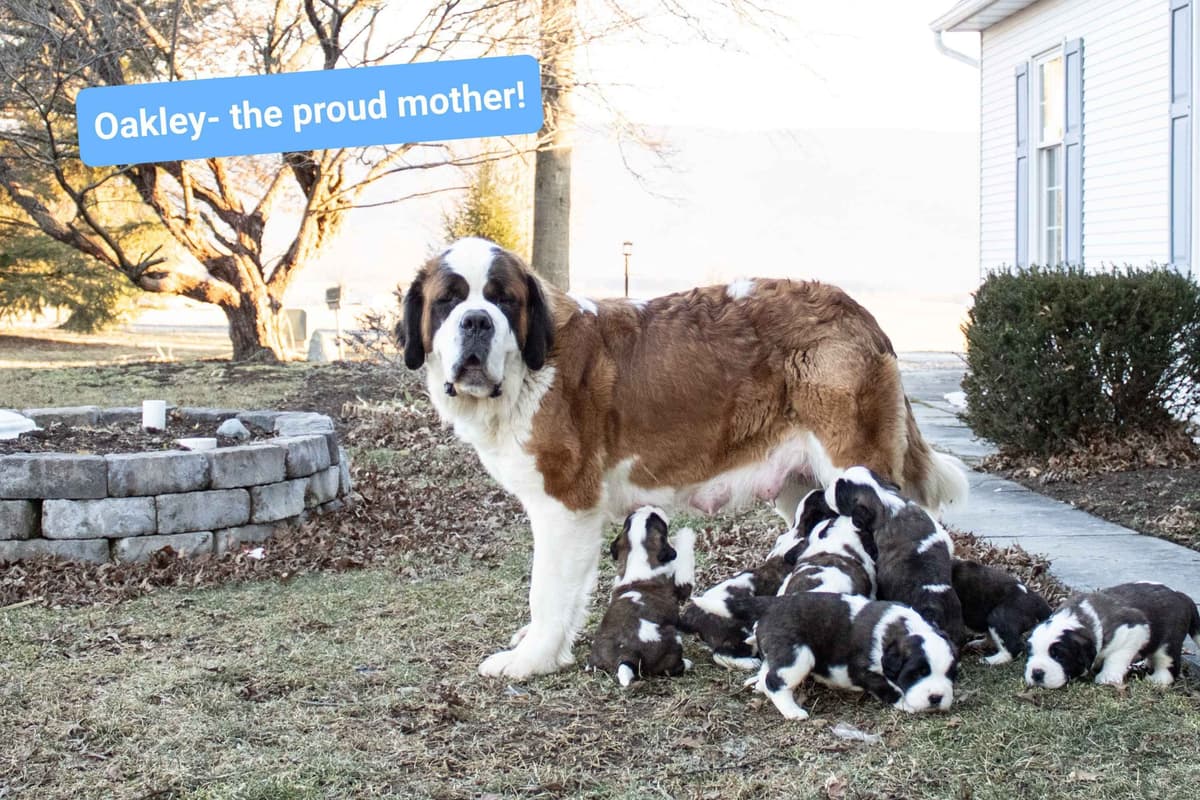 Saint Bernard Puppies breeder image 6