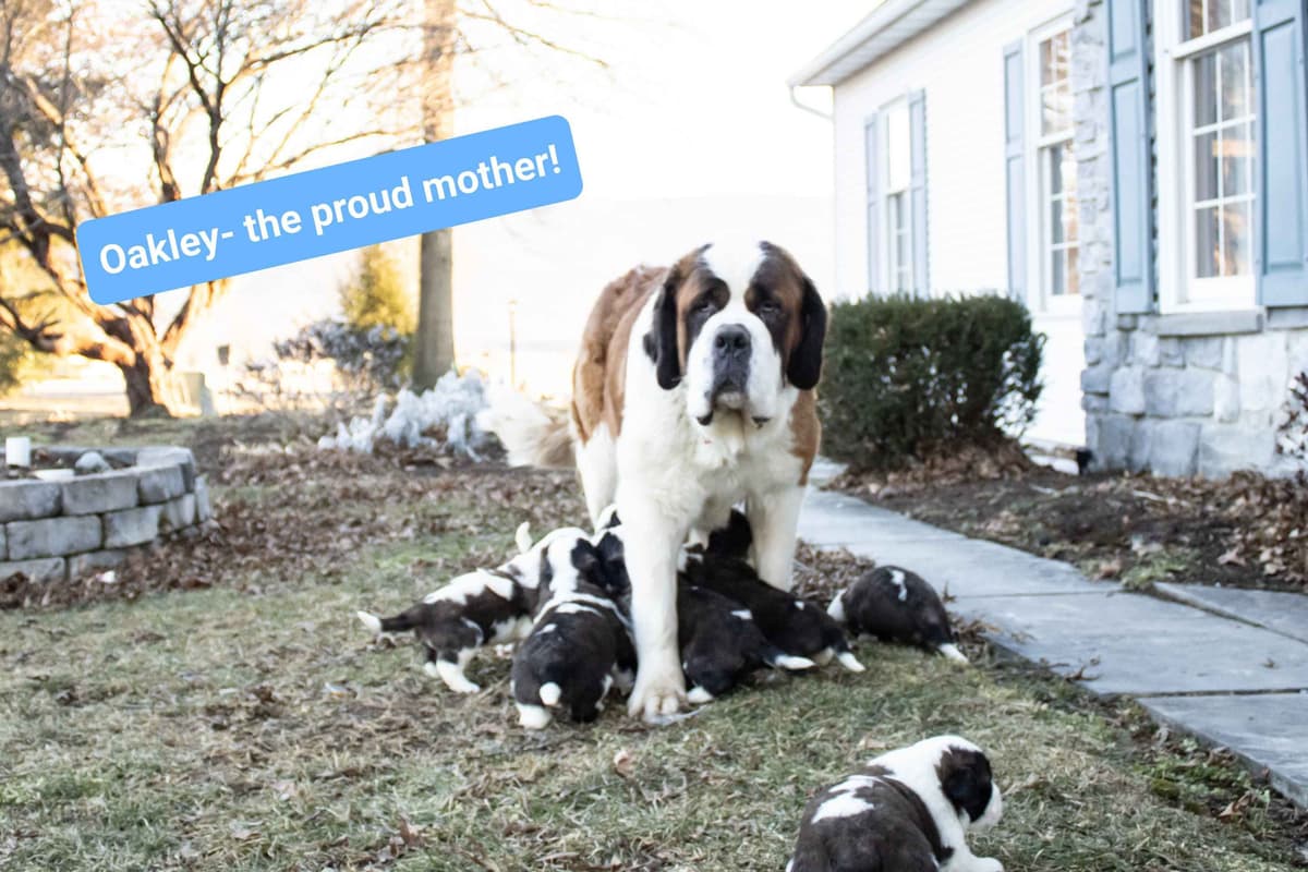 Saint Bernard Puppies breeder image 7