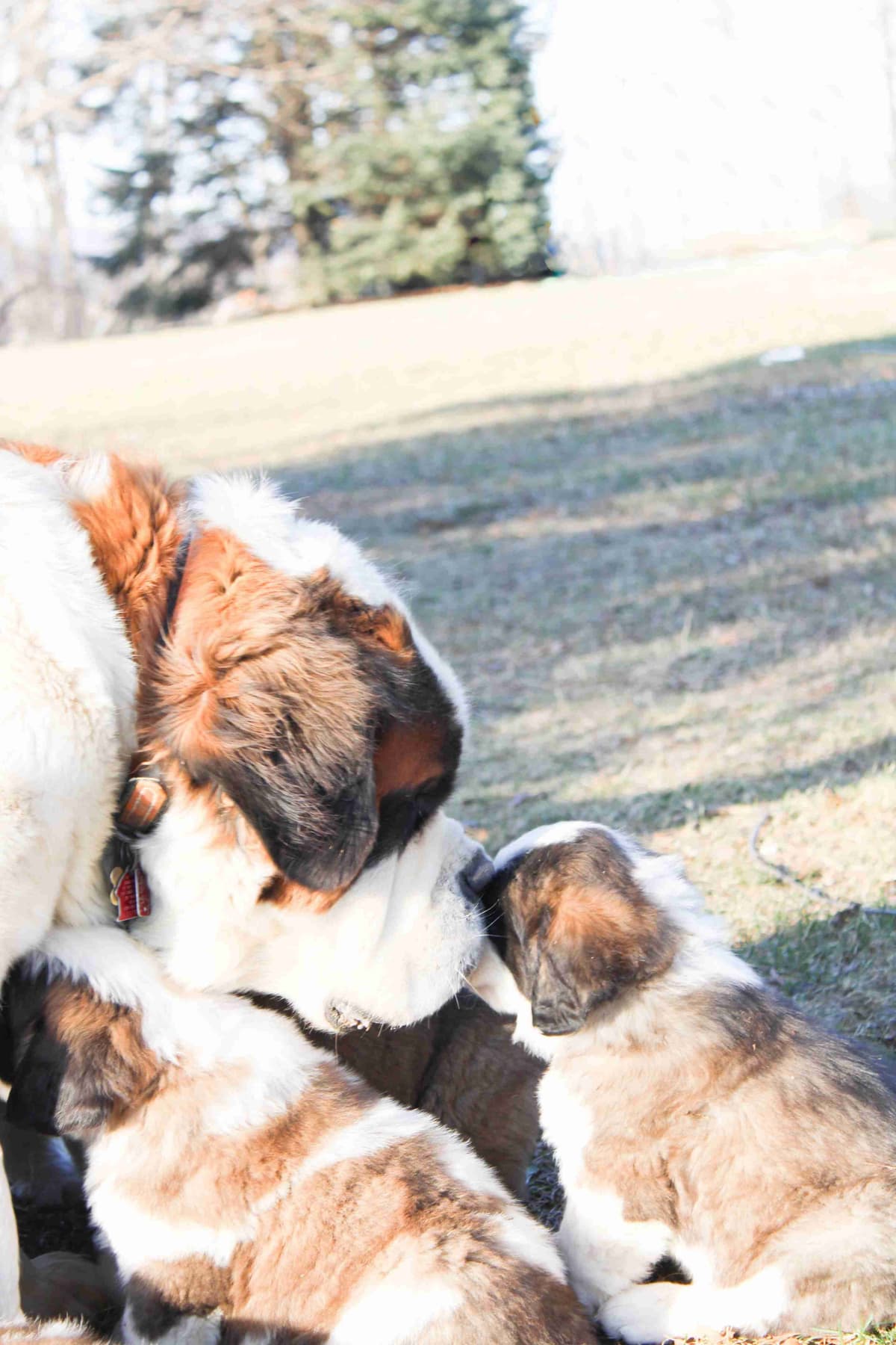 Saint Bernard Puppies breeder image 10