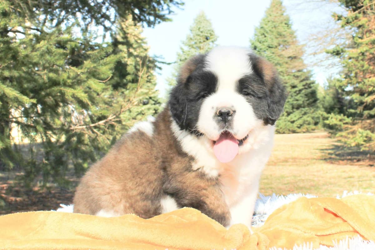 Saint Bernard Puppies breeder image 12