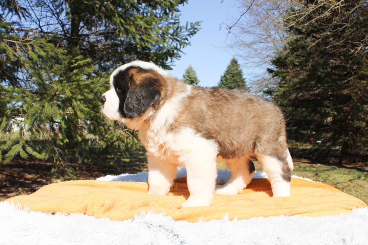 Saint Bernard Puppies breeder image 13
