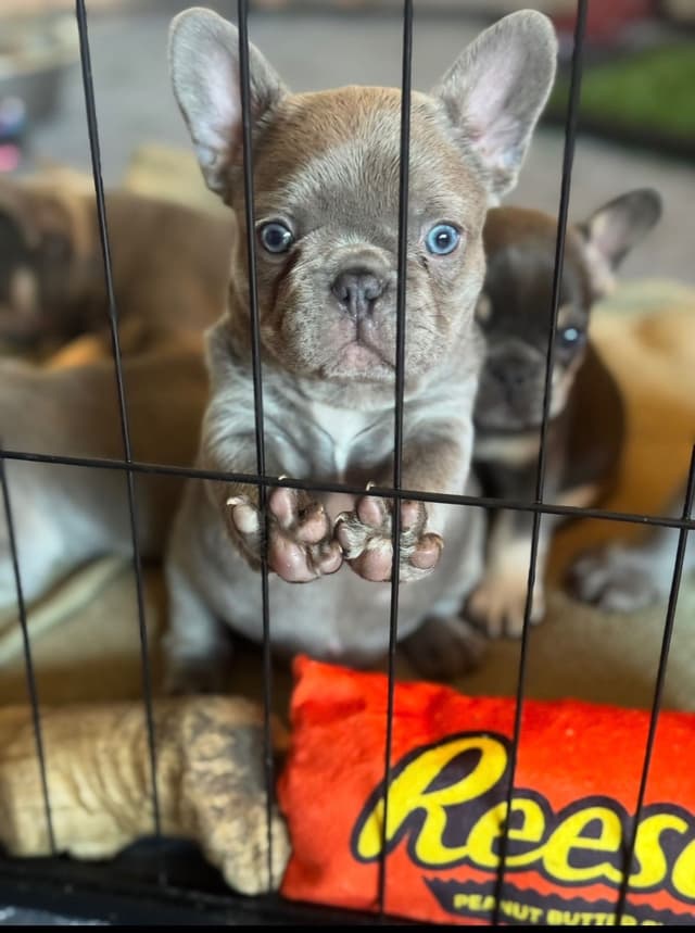 French Bulldog Puppies media 2