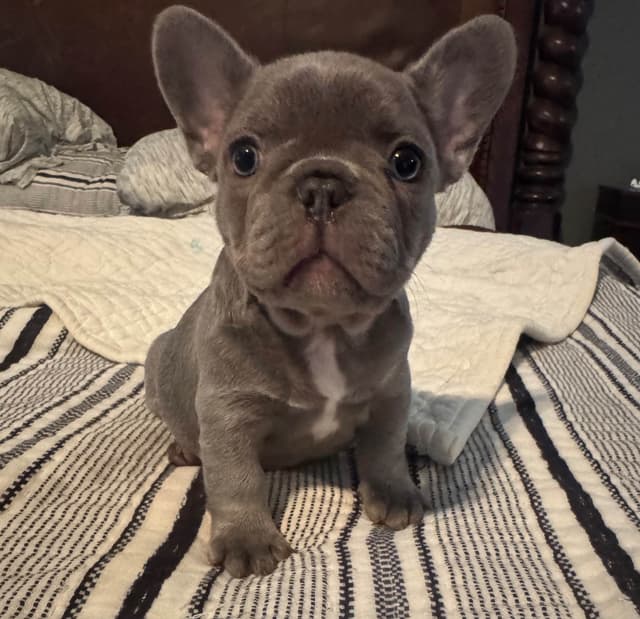 French Bulldog Puppies media 5