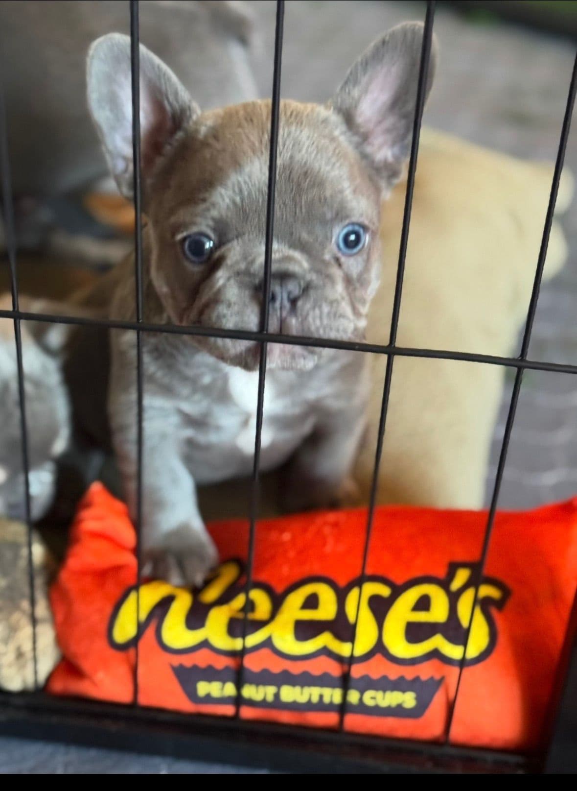 French Bulldog Puppies breeder image 3
