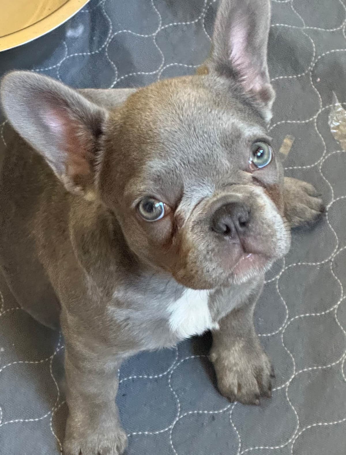 French Bulldog Puppies breeder image 6