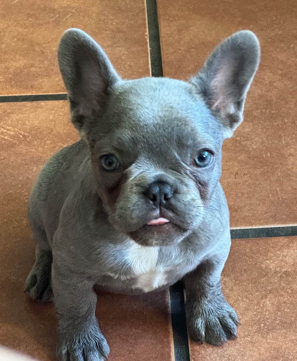 French Bulldog Puppies breeder image 5
