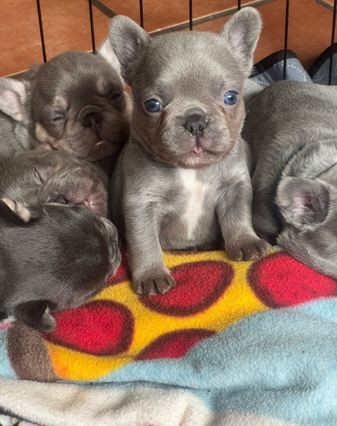 French Bulldog Puppies breeder image 7