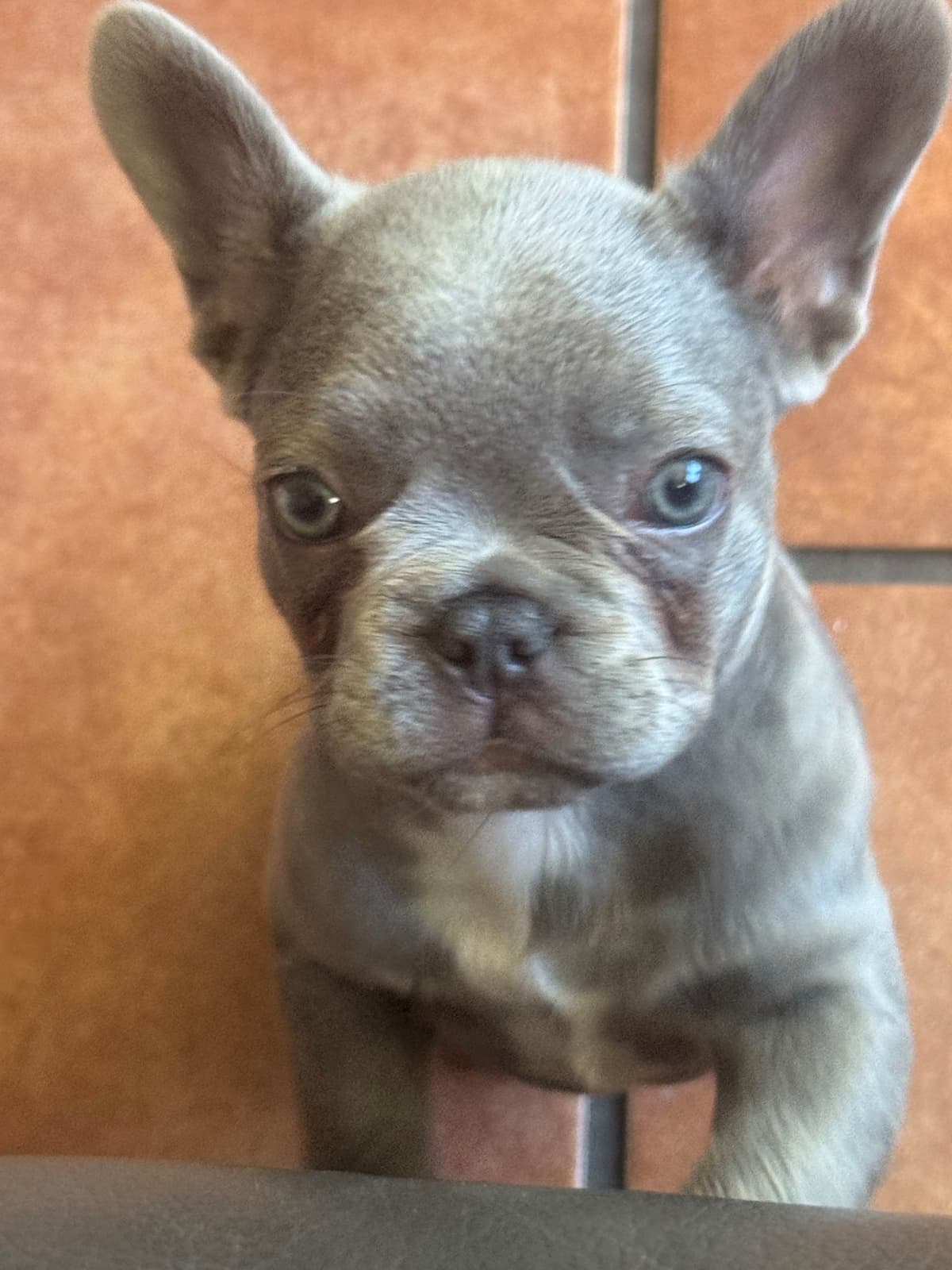 French Bulldog Puppies breeder image 8