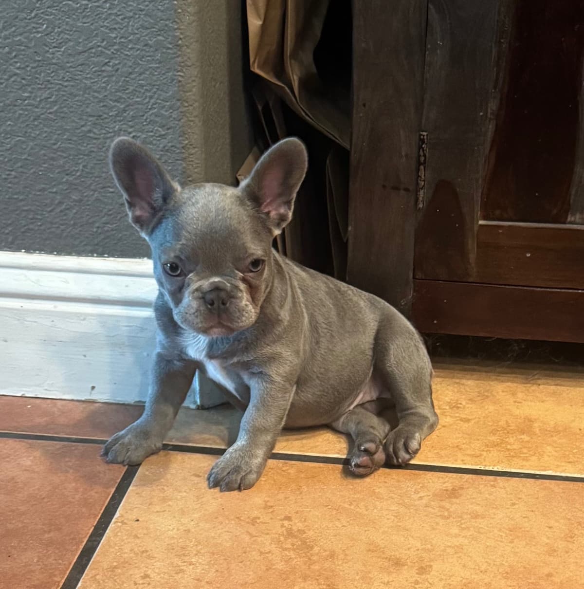 French Bulldog Puppies breeder image 9