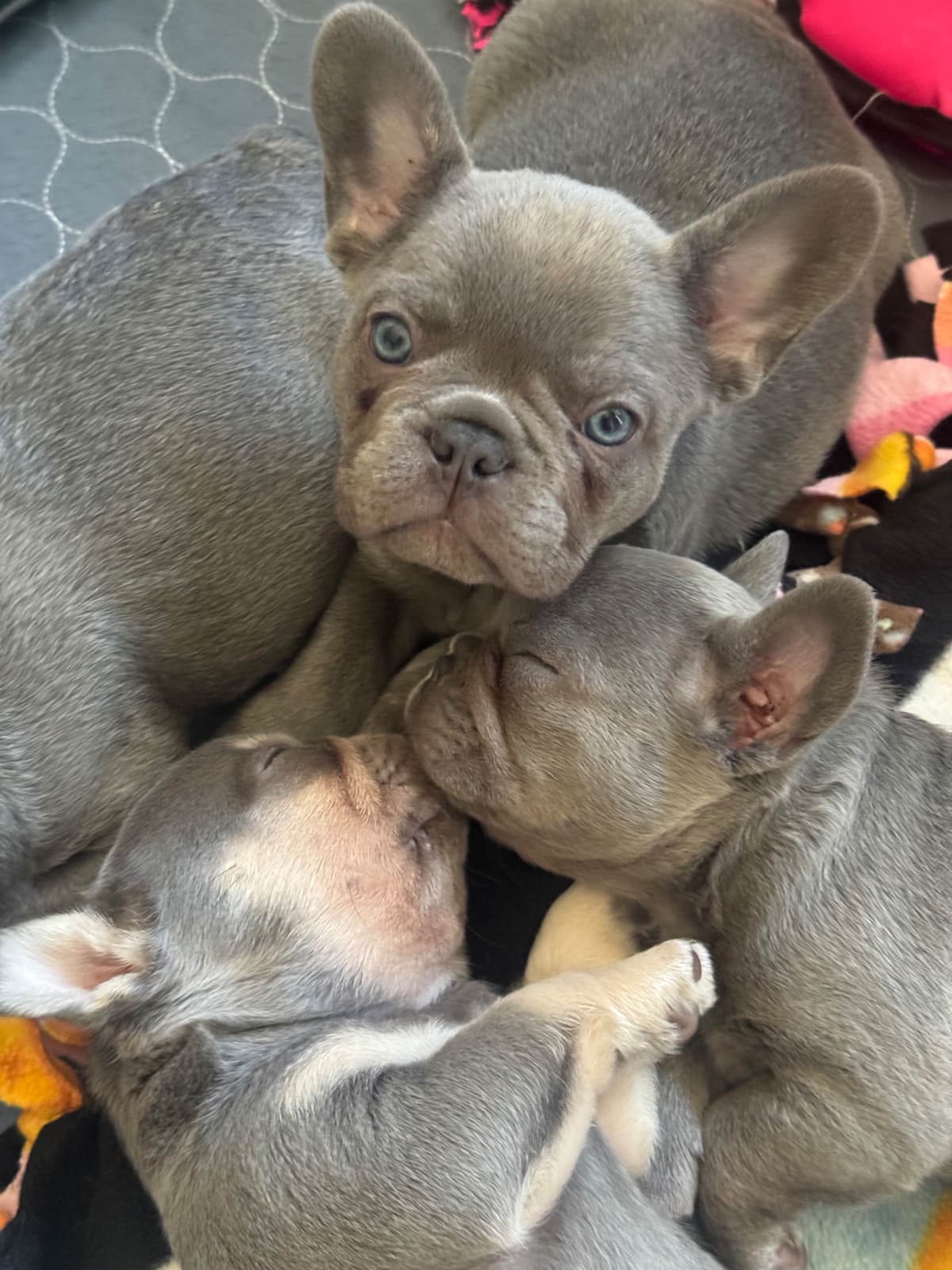 French Bulldog Puppies breeder image 10