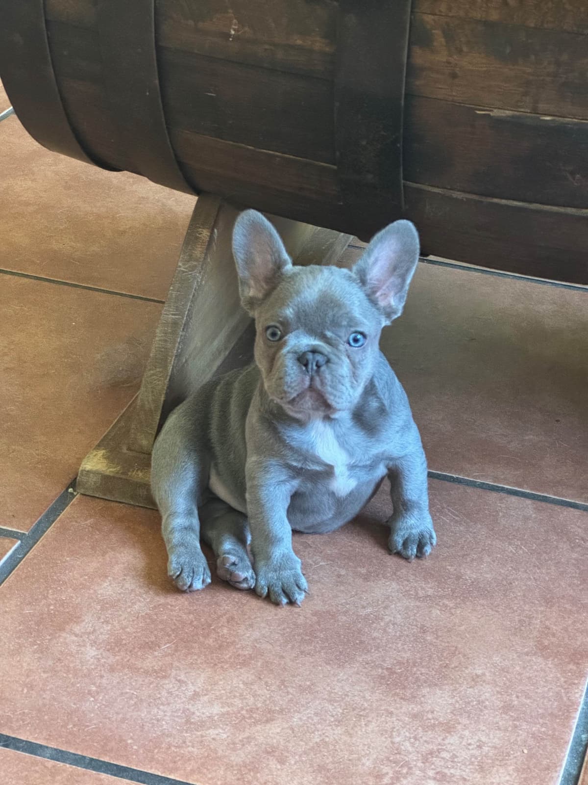 French Bulldog Puppies breeder image 14