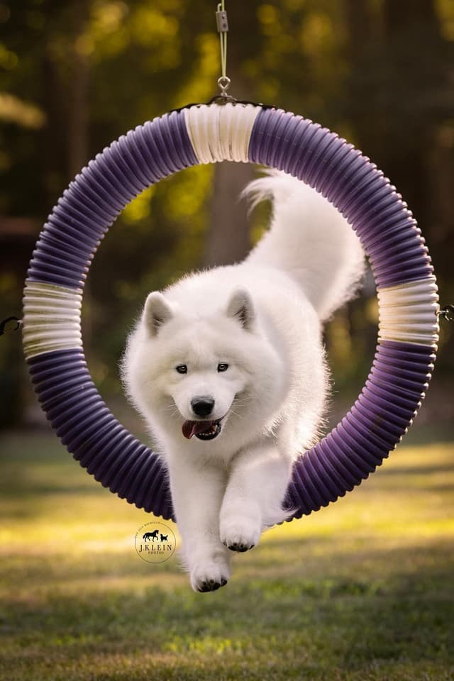 Samoyed Puppies media 2