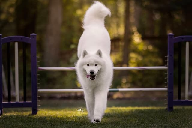 Samoyed Puppies media 3