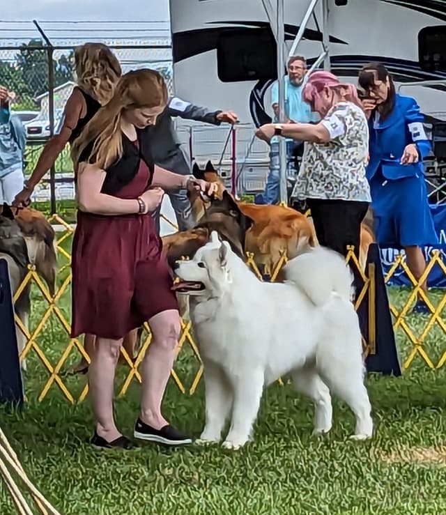 Samoyed Puppies media 4
