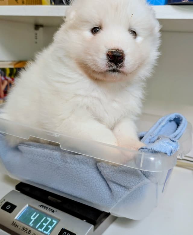 Samoyed Puppies media 5