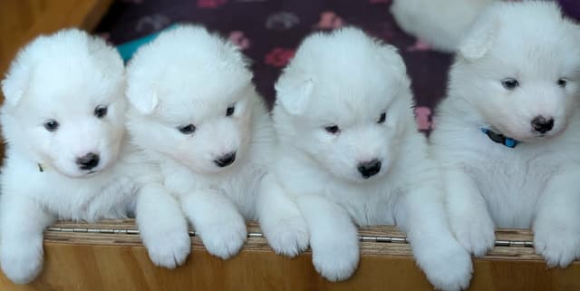 Samoyed Puppies media 6