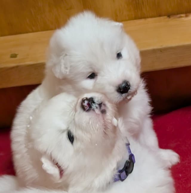 Samoyed Puppies media 7