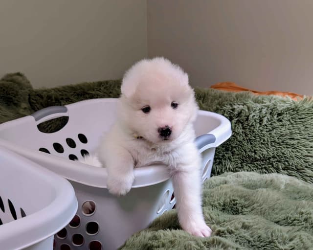 Samoyed Puppies media 8