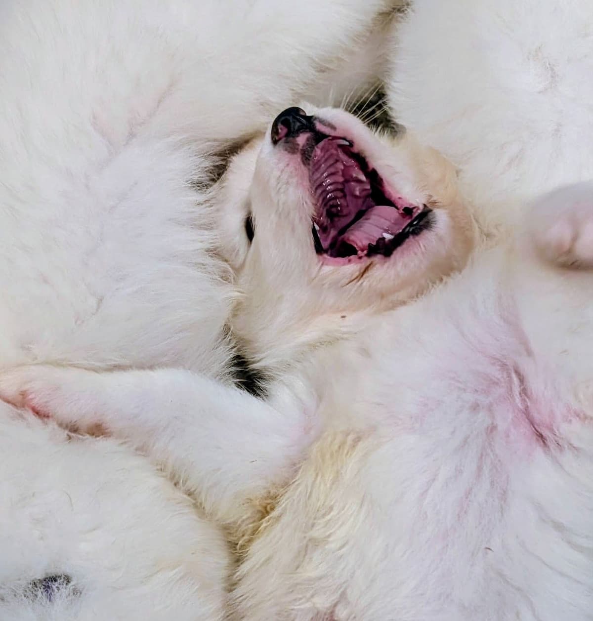 Samoyed Puppies breeder image 1