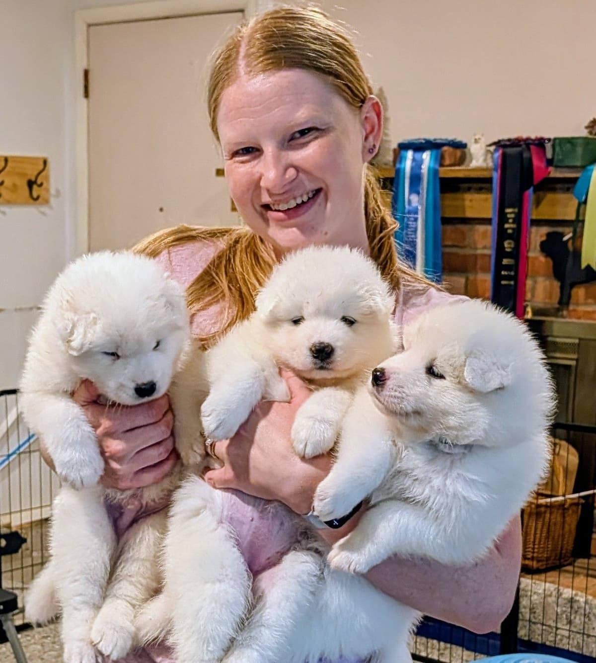 Samoyed Puppies breeder image 3