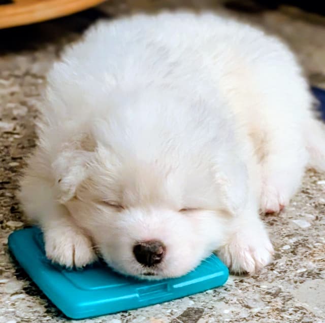 Samoyed Puppies media 10