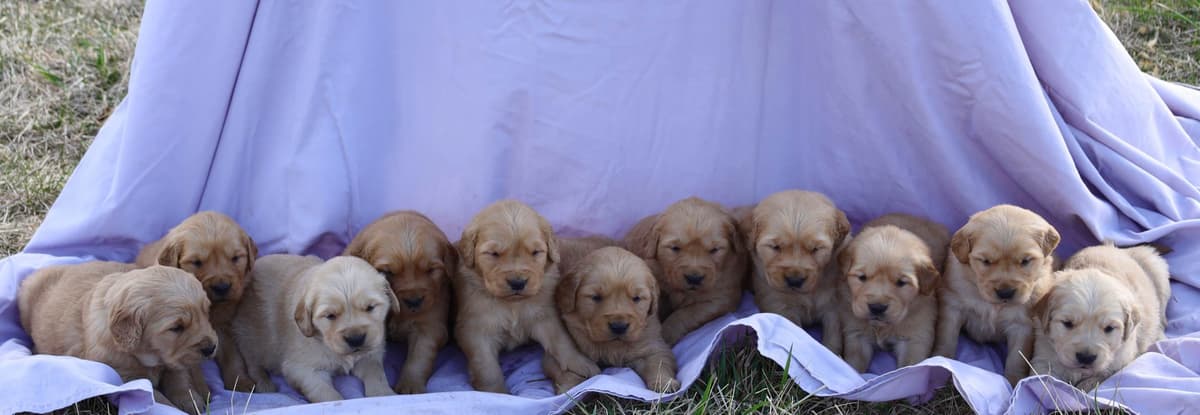 Golden Retriever Puppies breeder image 11