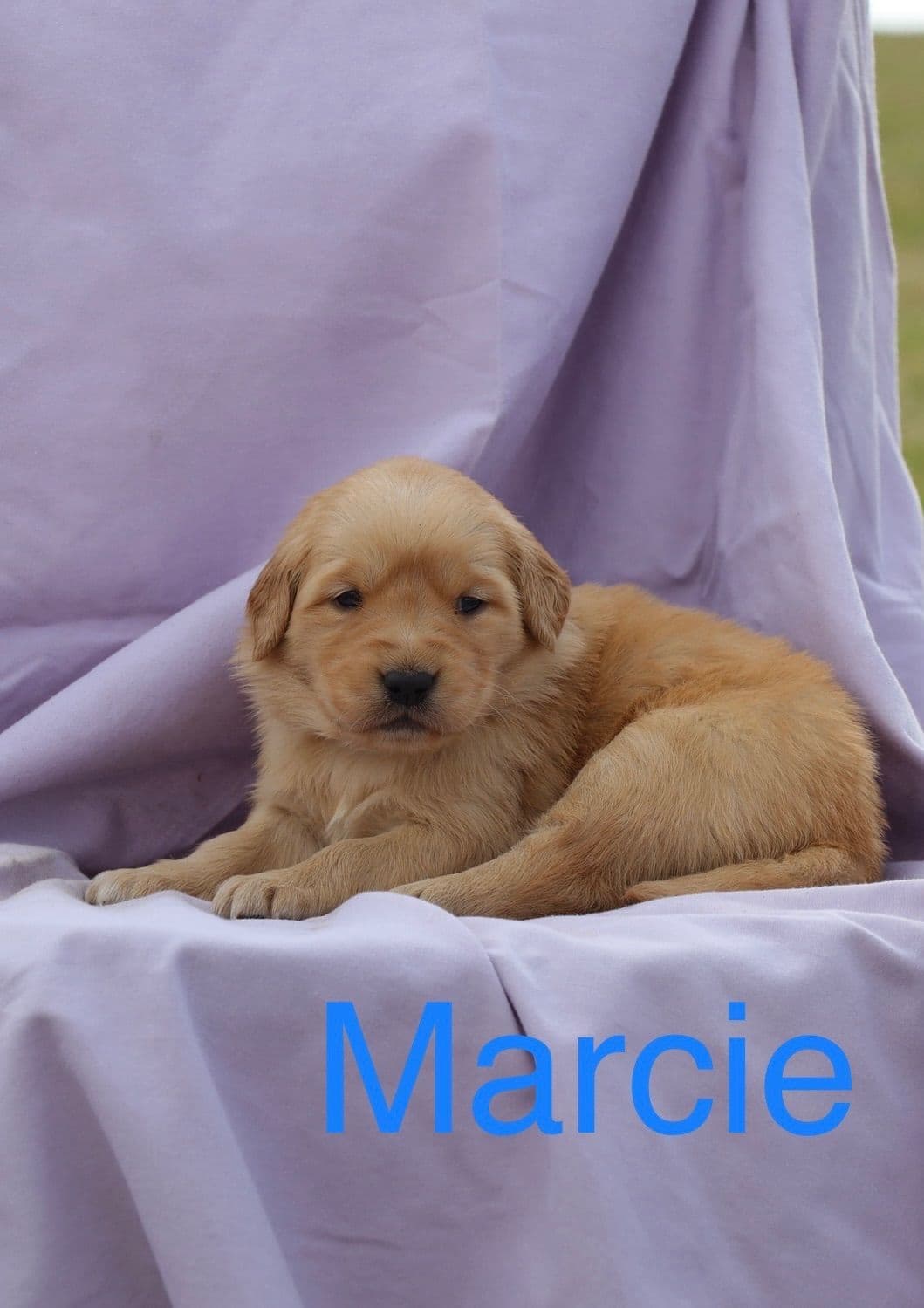 Golden Retriever Puppies breeder image 3