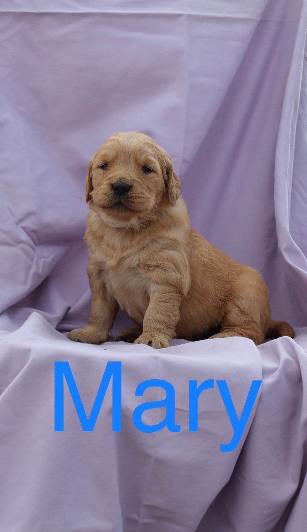 Golden Retriever Puppies breeder image 1