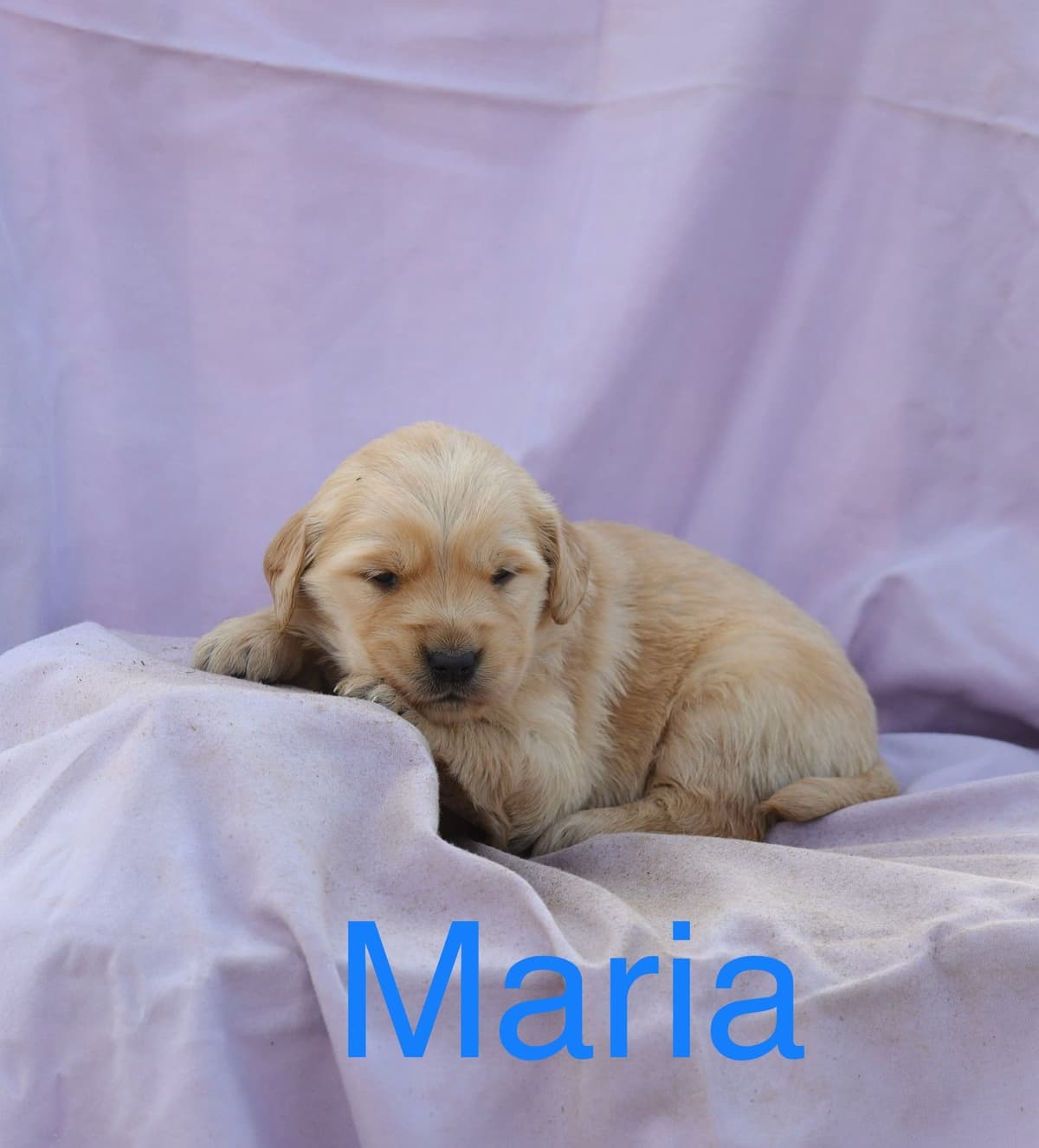 Golden Retriever Puppies breeder image 4