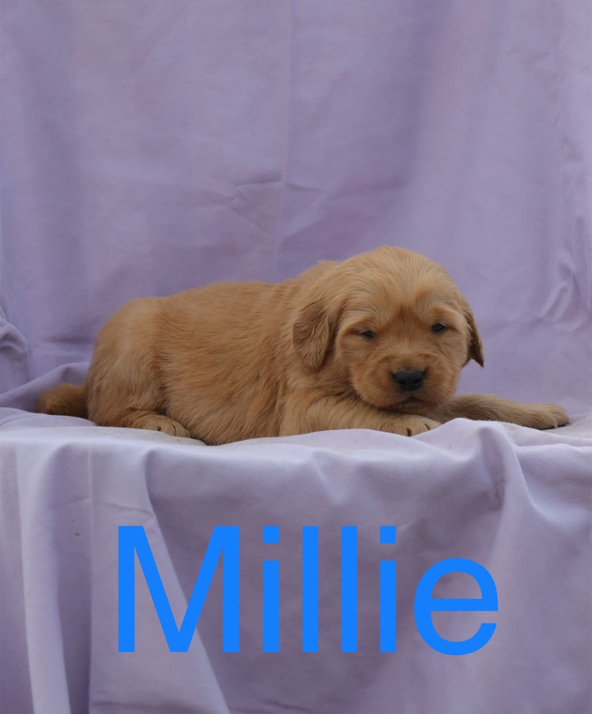 Golden Retriever Puppies breeder image 8