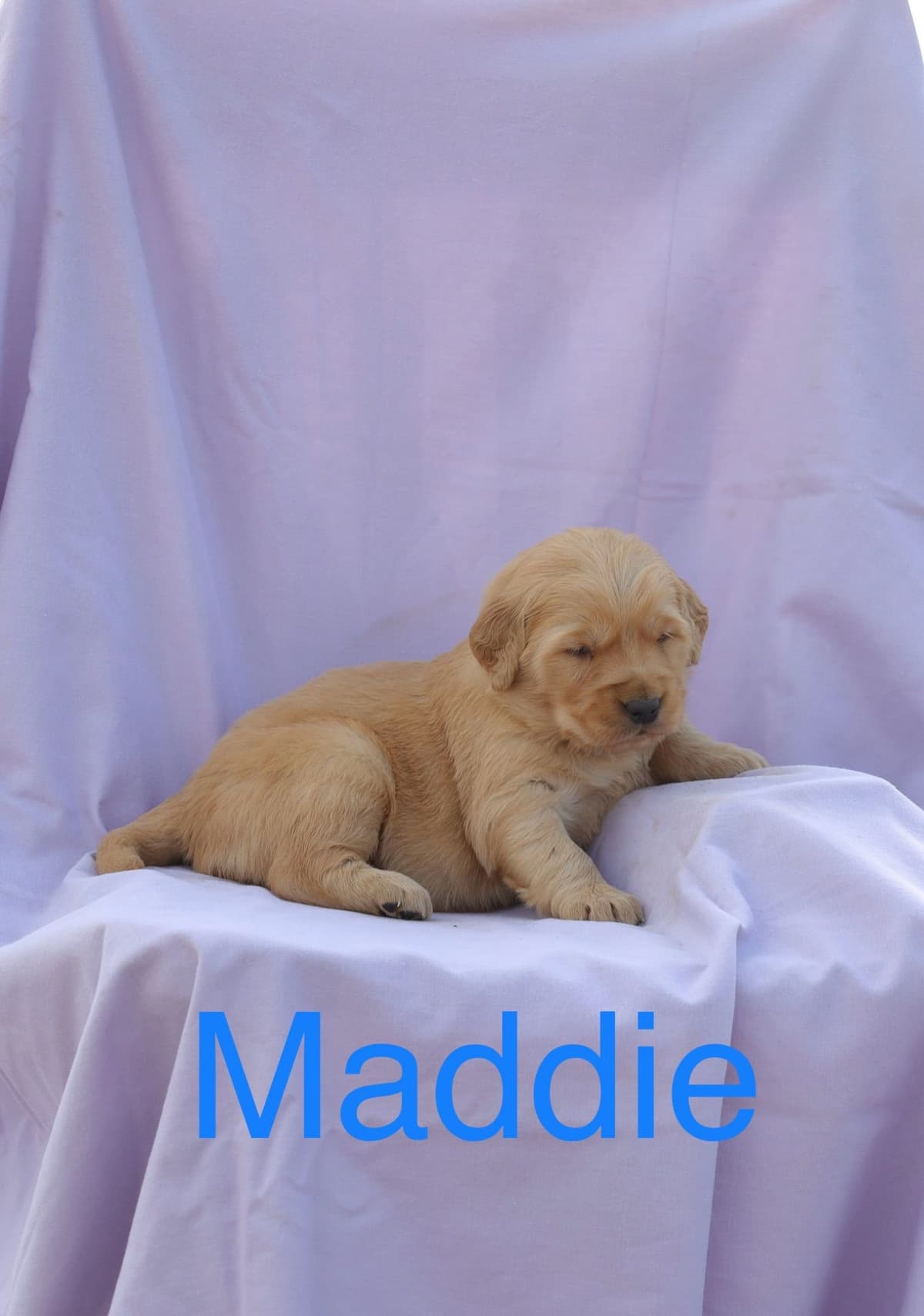 Golden Retriever Puppies breeder image 6
