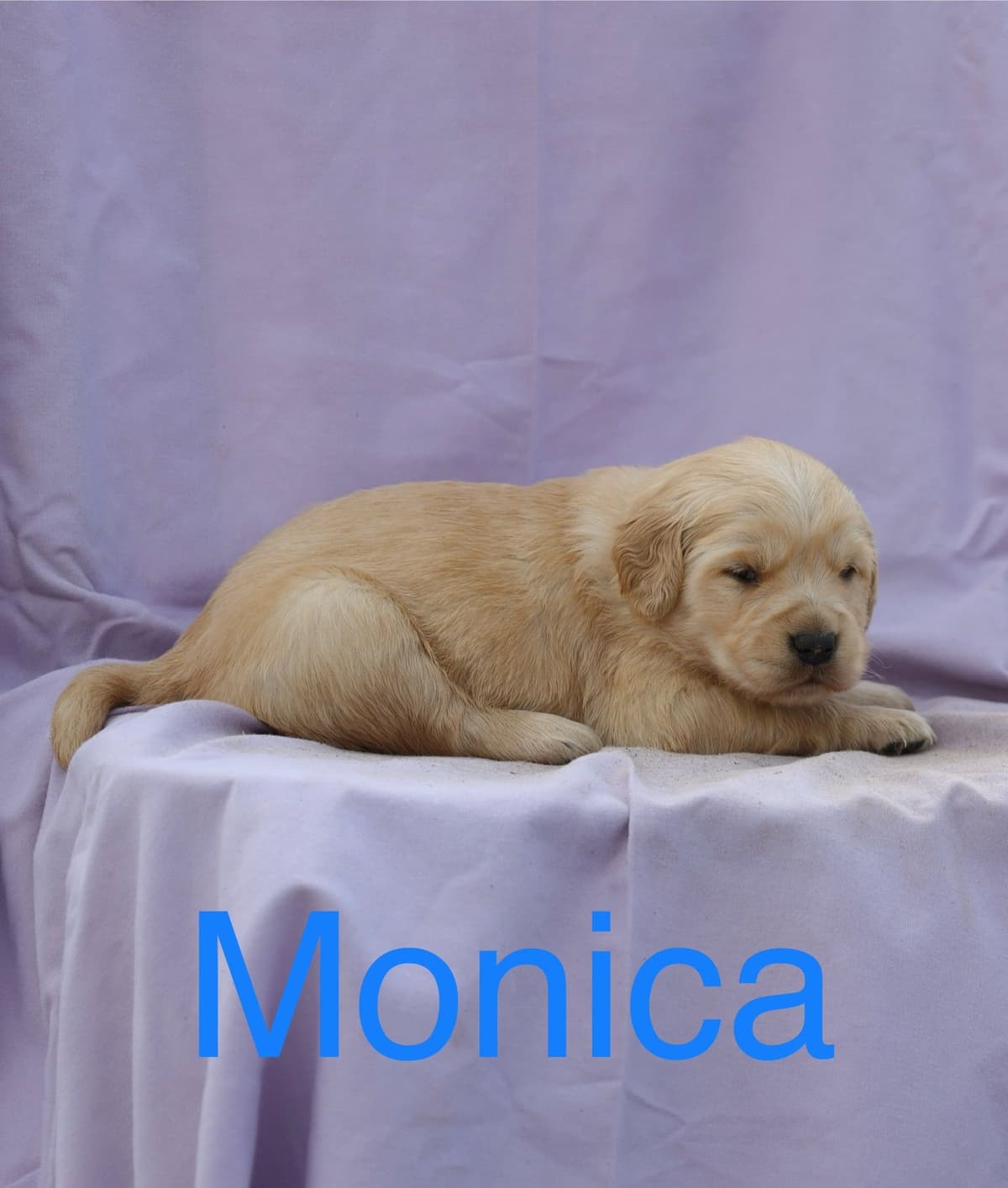 Golden Retriever Puppies breeder image 7
