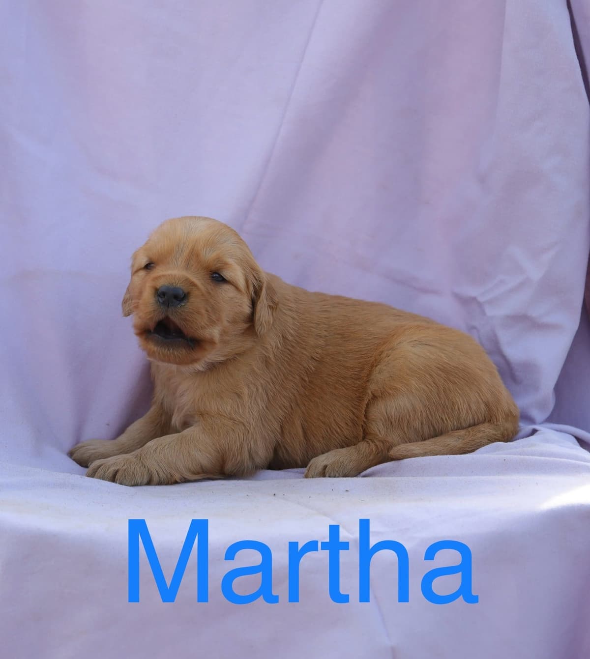 Golden Retriever Puppies breeder image 9