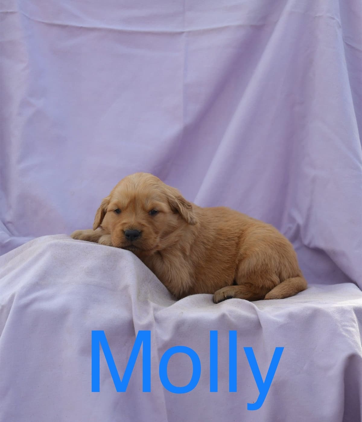 Golden Retriever Puppies breeder image 5