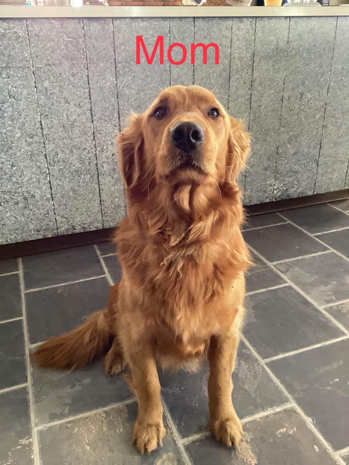 Golden Retriever Puppies breeder image 12