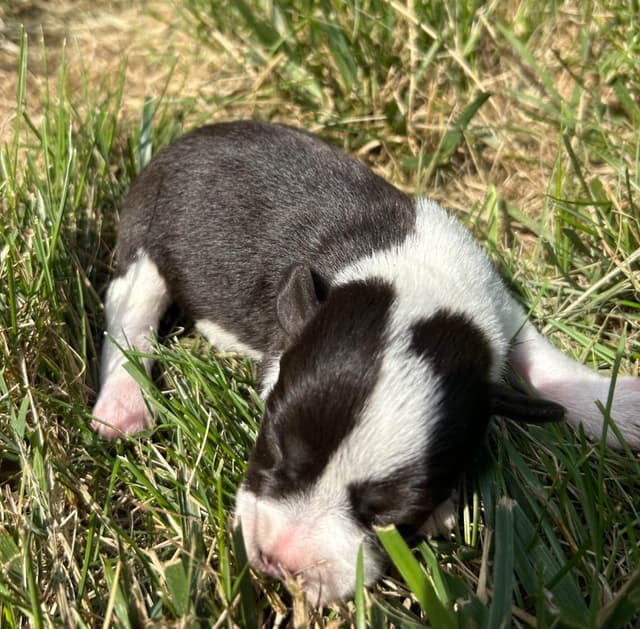 Miniature Schnauzer Puppies media 3