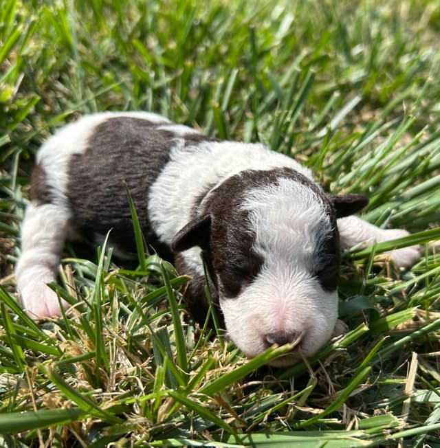 Miniature Schnauzer Puppies media 2