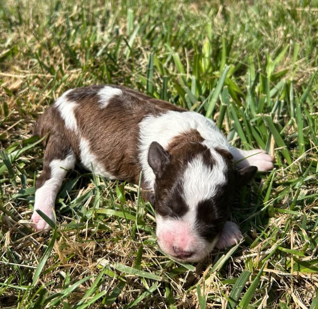 Miniature Schnauzer Puppies media 4