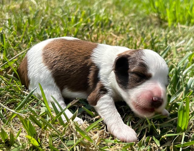 Miniature Schnauzer Puppies media 5