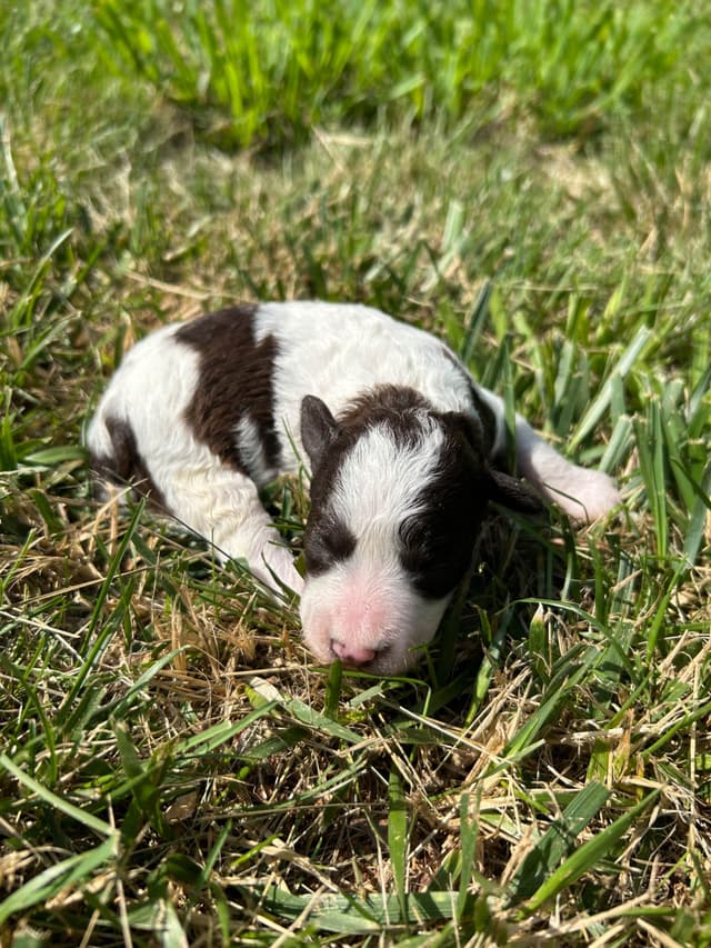 Miniature Schnauzer Puppies media 6