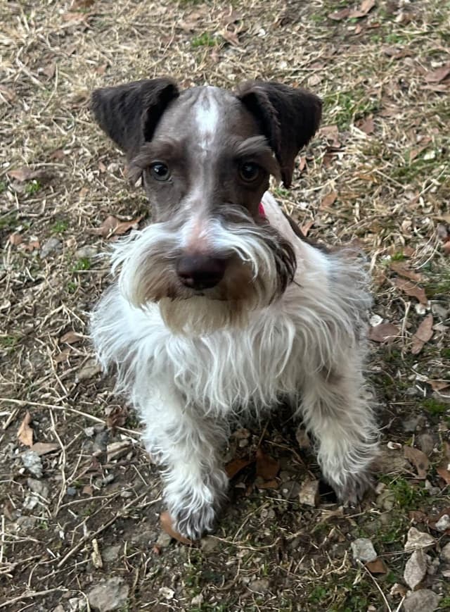 Miniature Schnauzer Puppies media 8