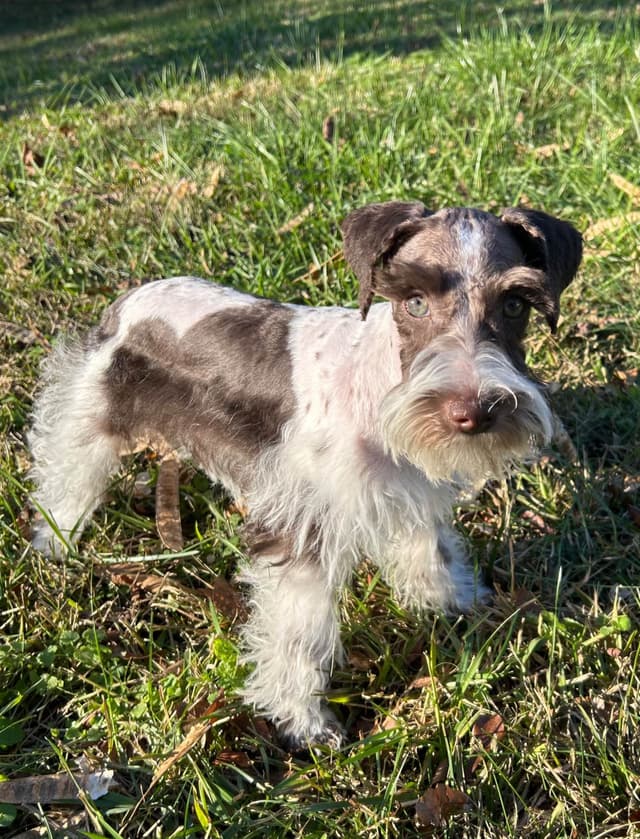 Miniature Schnauzer Puppies media 7