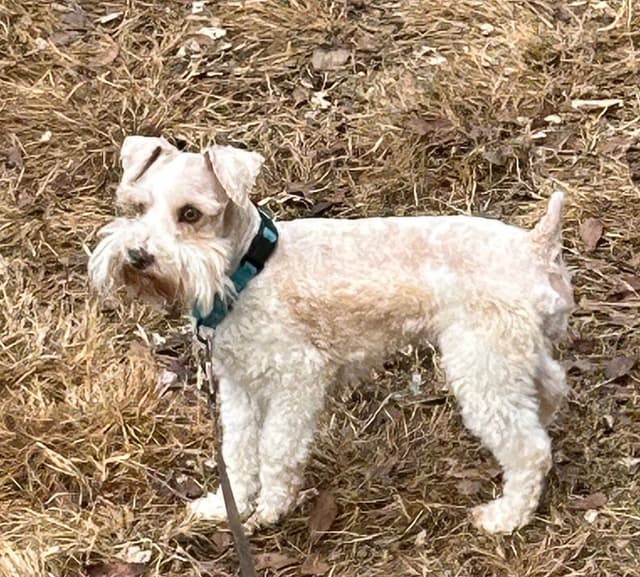 Miniature Schnauzer Puppies media 9