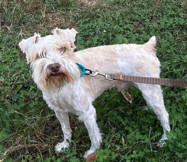 Miniature Schnauzer Puppies media 10