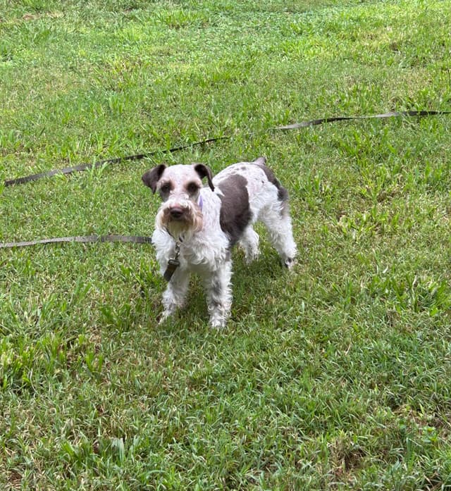 Miniature Schnauzer Puppies media 12