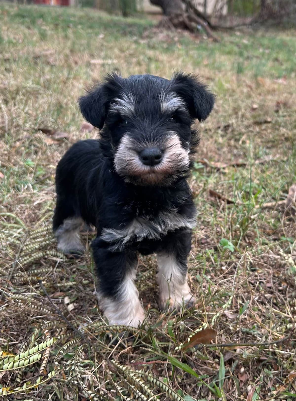 Miniature Schnauzer Puppies breeder image 1